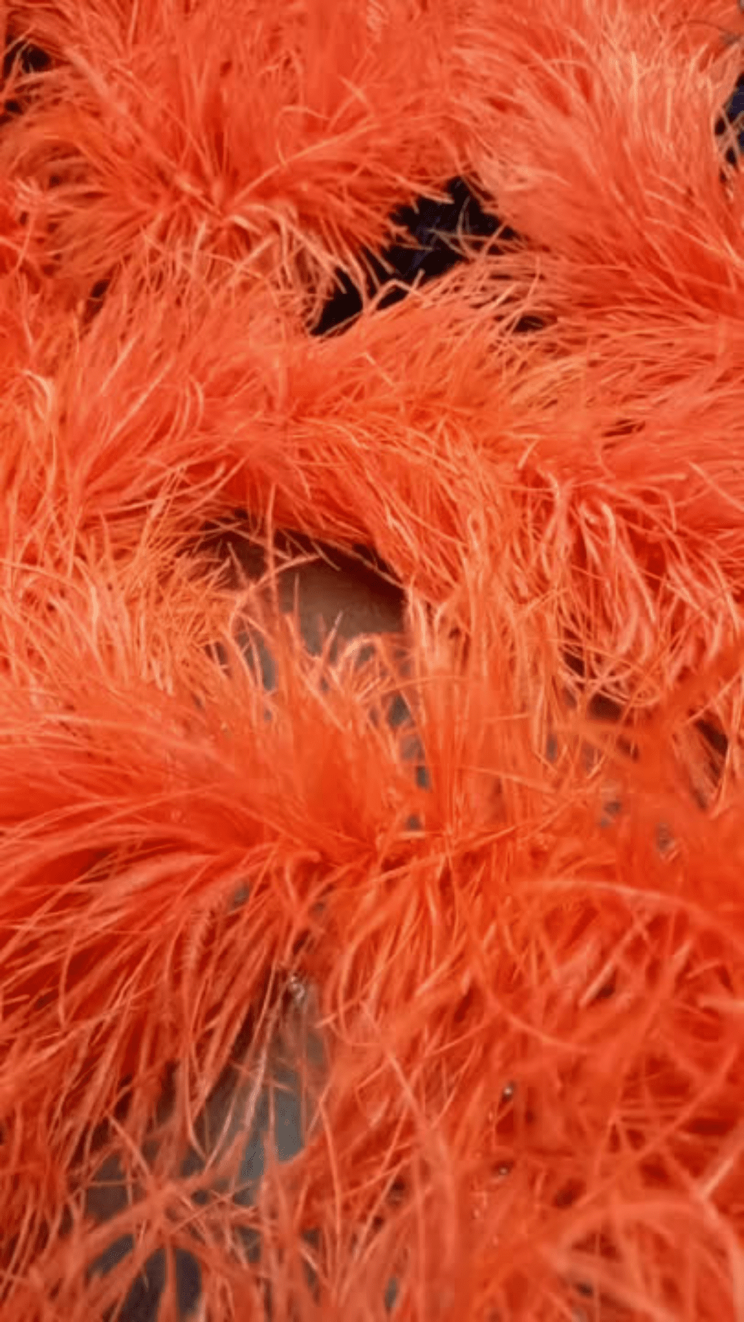 laranja boas de plumas de avestruz do Palacio das Plumas
